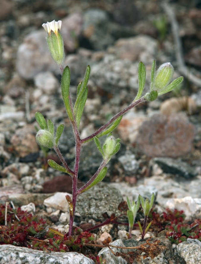 Eriophyllum lanosum