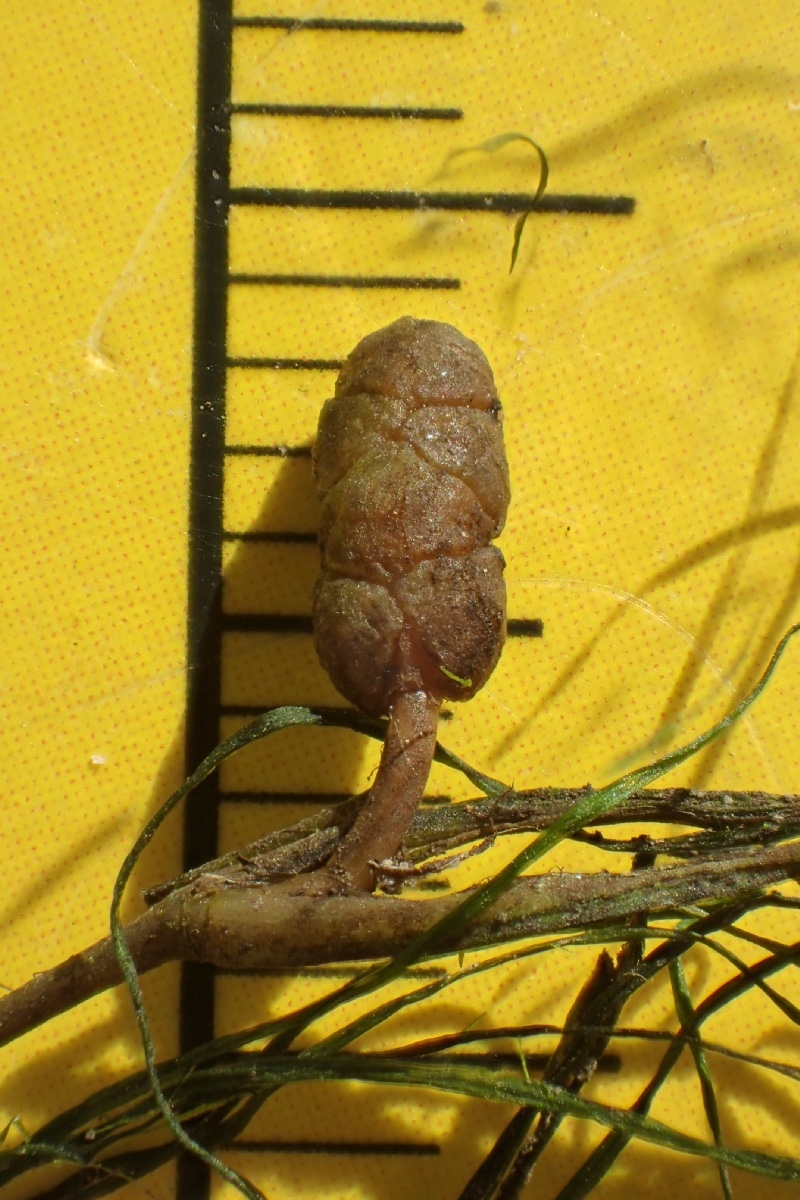 Potamogeton foliosus ssp. foliosus