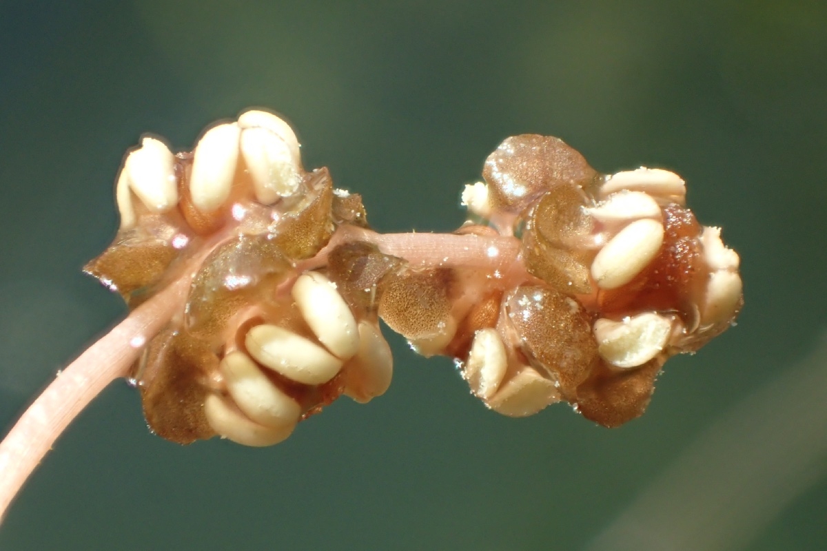 Potamogeton foliosus ssp. foliosus