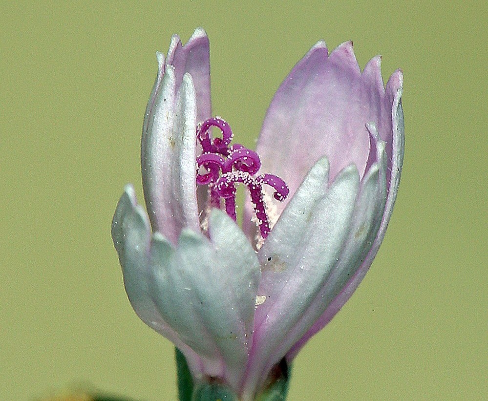 Stephanomeria exigua ssp. exigua