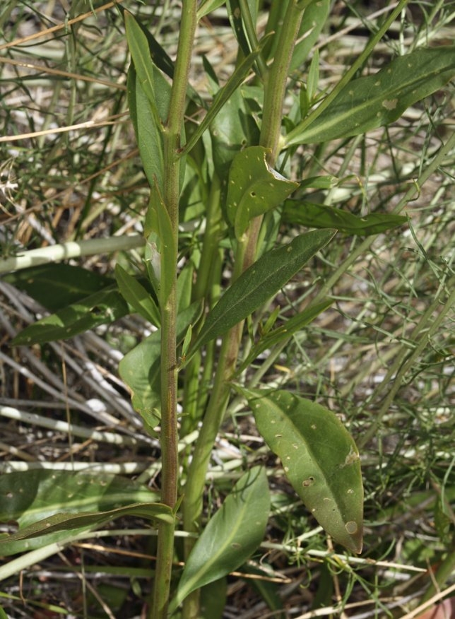 Thelypodium integrifolium