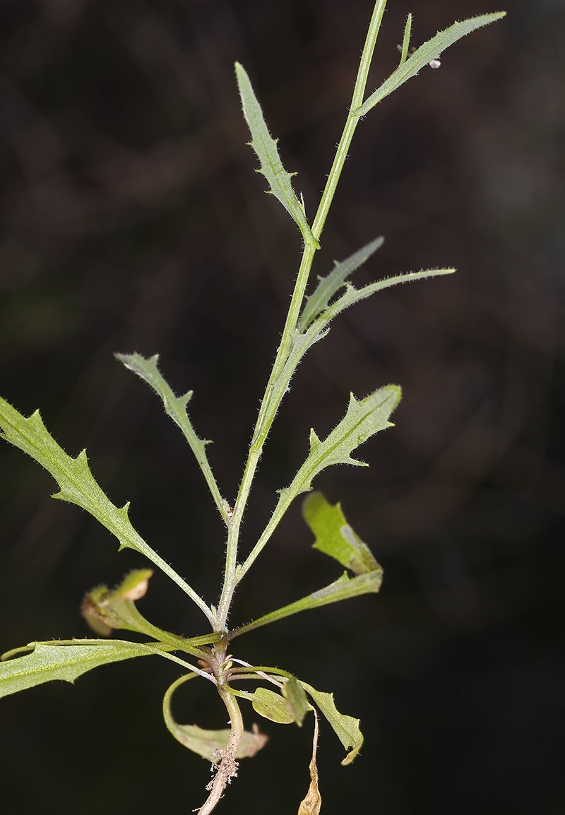 Thysanocarpus curvipes ssp. curvipes