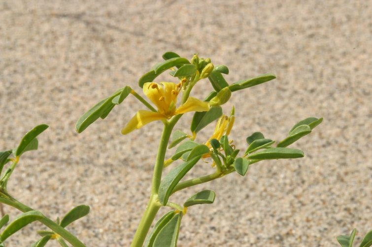 Cleomella sparsifolia