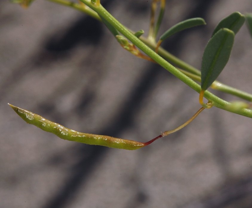 Cleomella sparsifolia