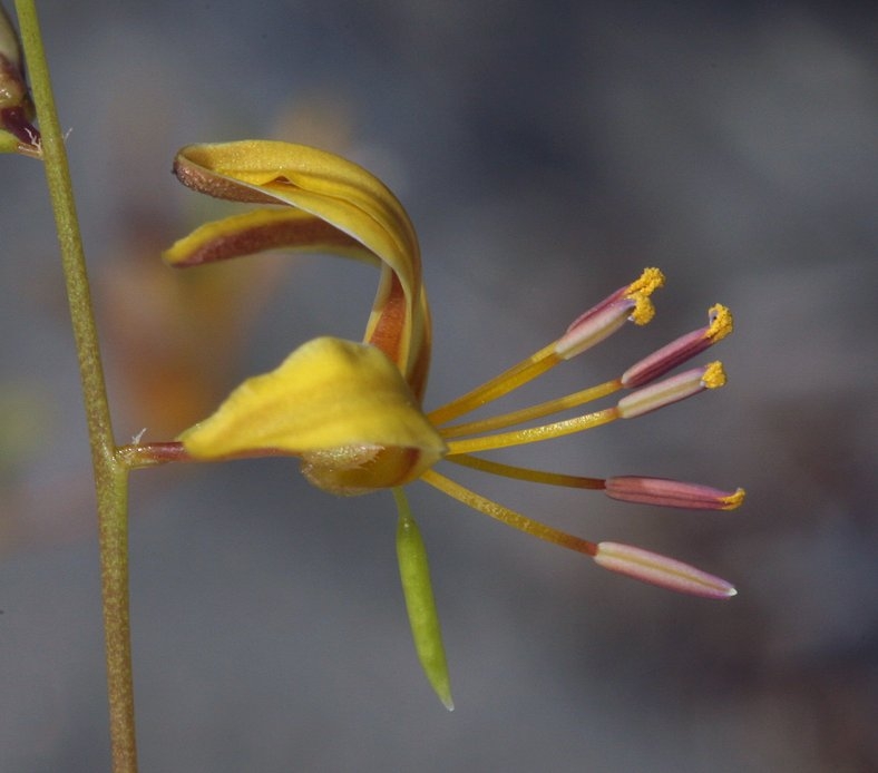 Carsonia sparsifolia