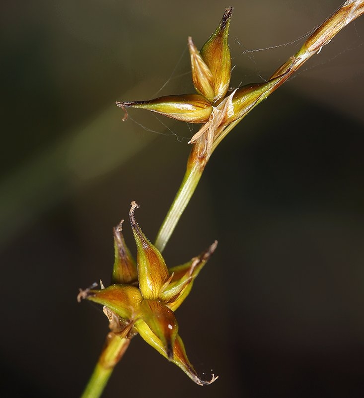 Carex echinata