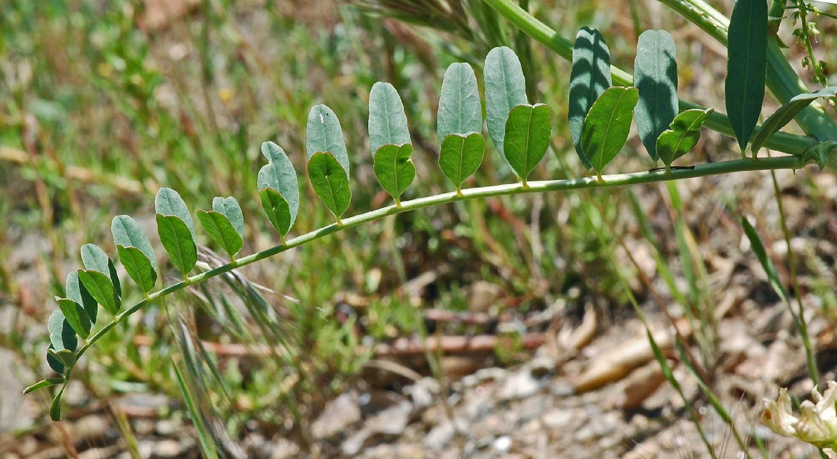 Astragalus trichopodus var. trichopodus
