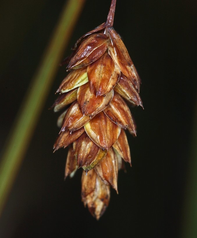Carex limosa