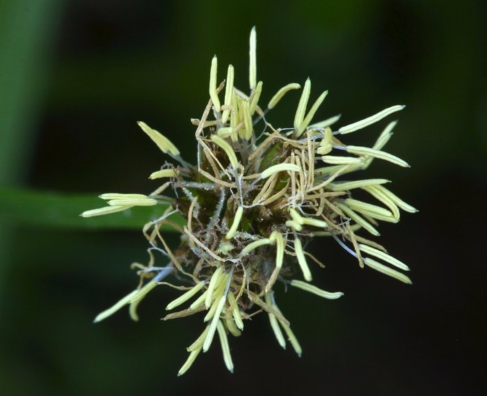 Carex nervina