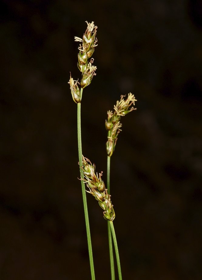 Carex occidentalis