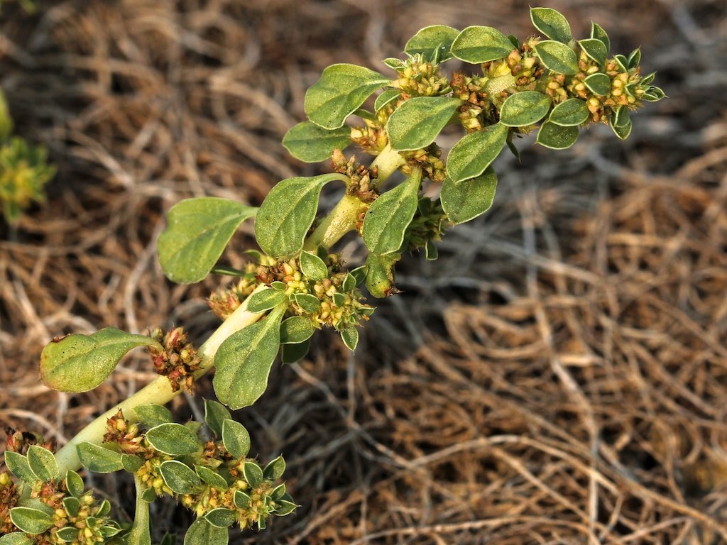 Amaranthus californicus