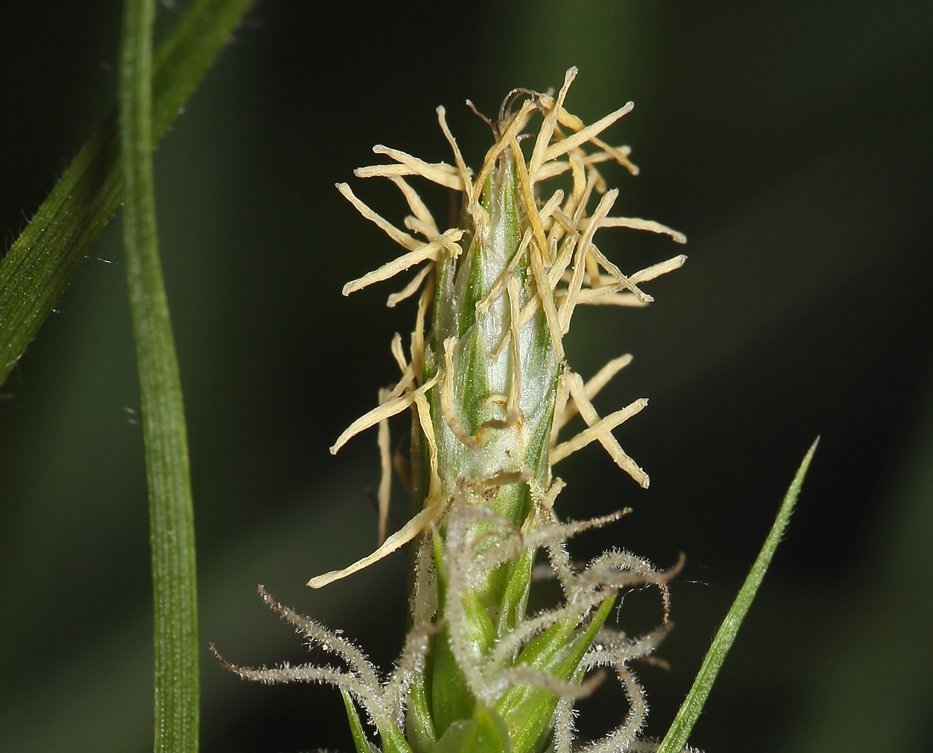 Carex whitneyi