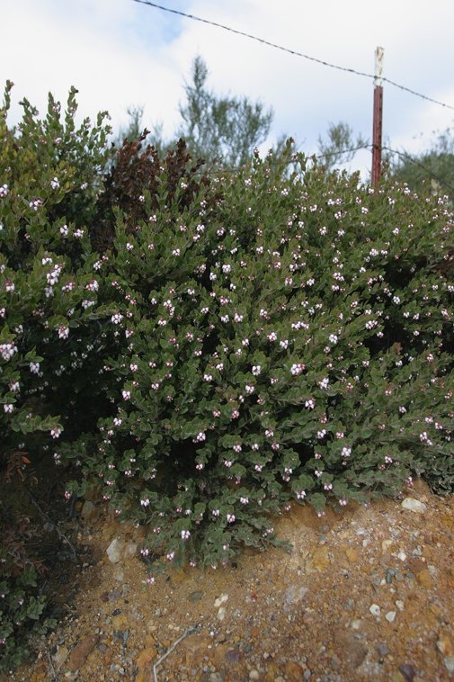 Arctostaphylos myrtifolia