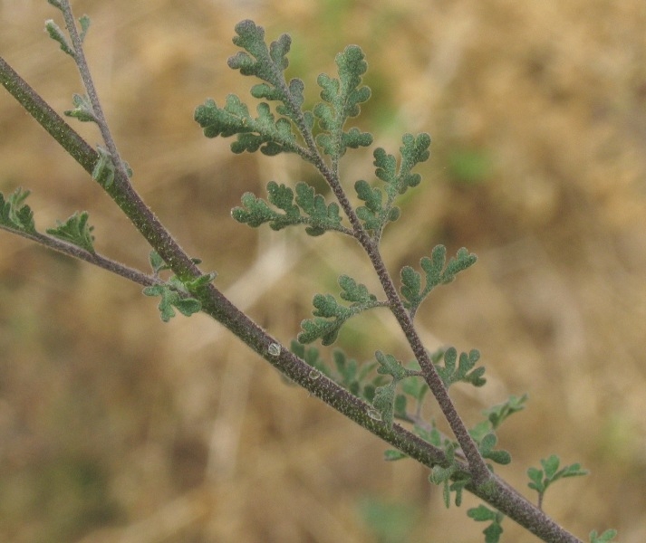 Descurainia pinnata ssp. halictorum
