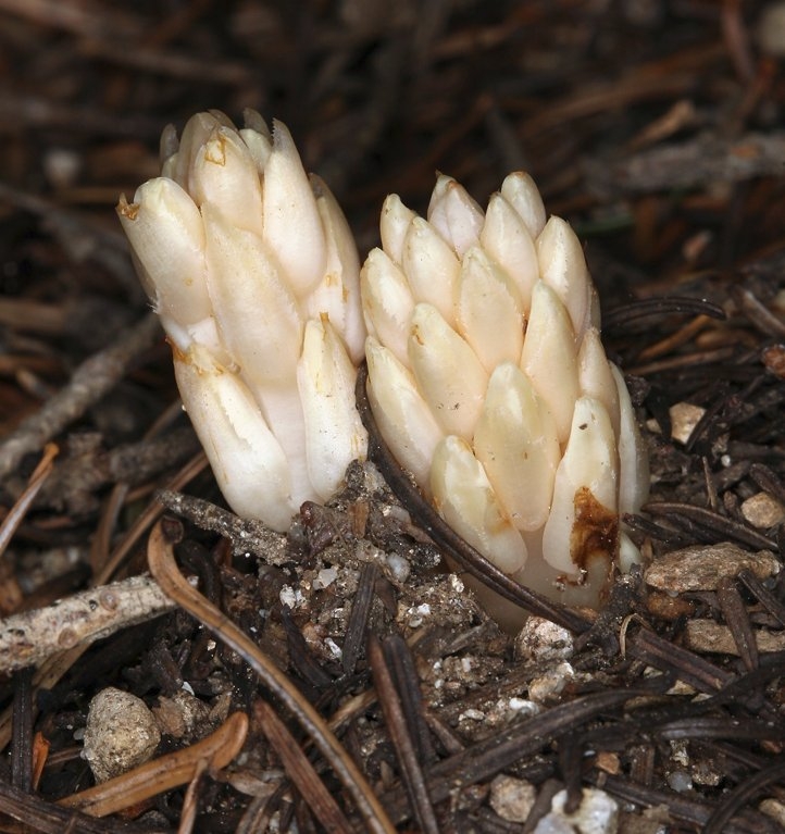 Pleuricospora fimbriolata