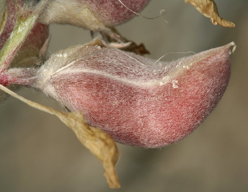 Astragalus argophyllus