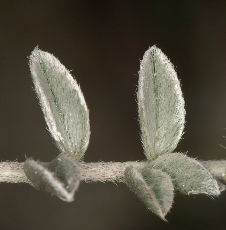 Astragalus argophyllus