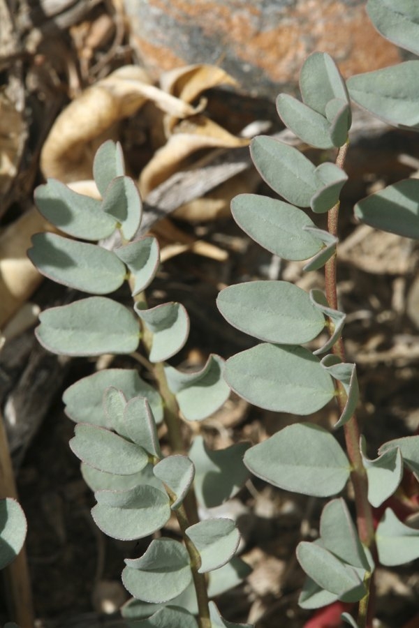 Astragalus cimae var. sufflatus
