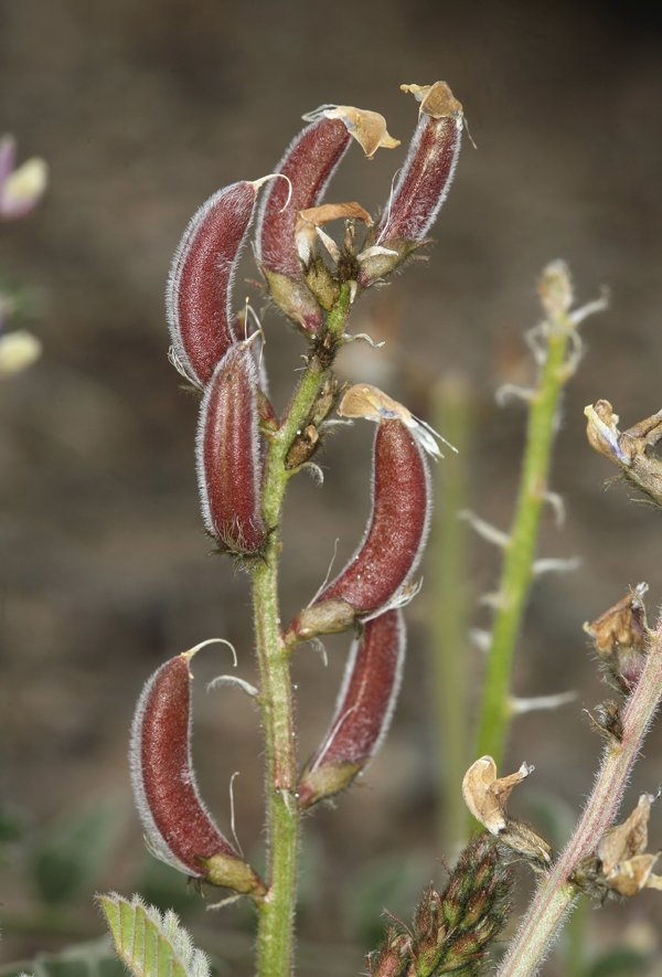 Astragalus minthorniae