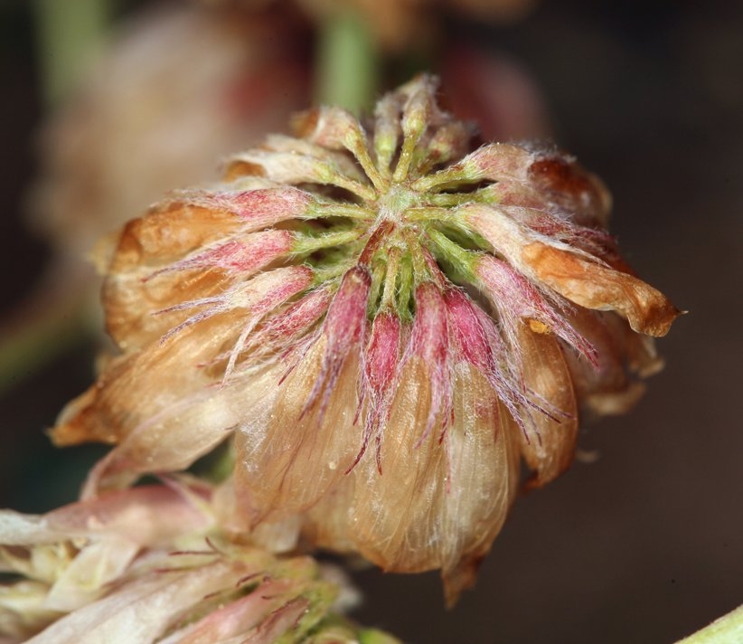 Trifolium lemmonii