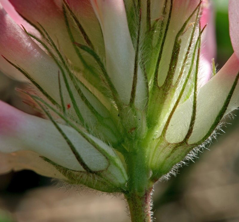 Trifolium macrocephalum