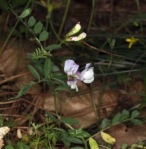 Vicia americana ssp. americana