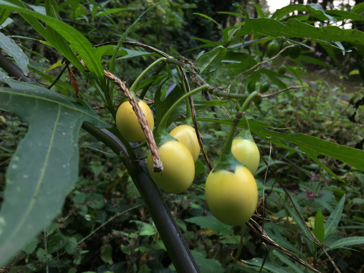 Solanum lanceolatum