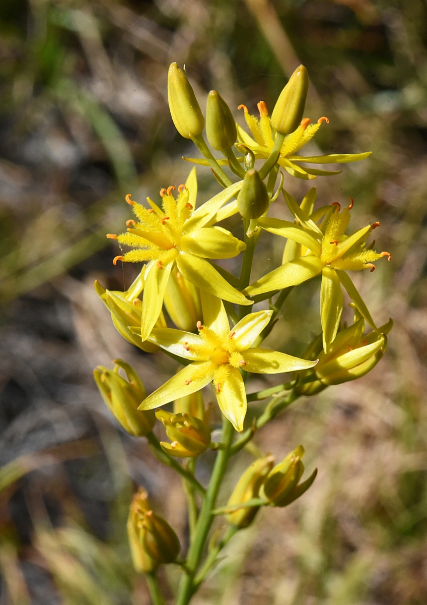 Narthecium californicum