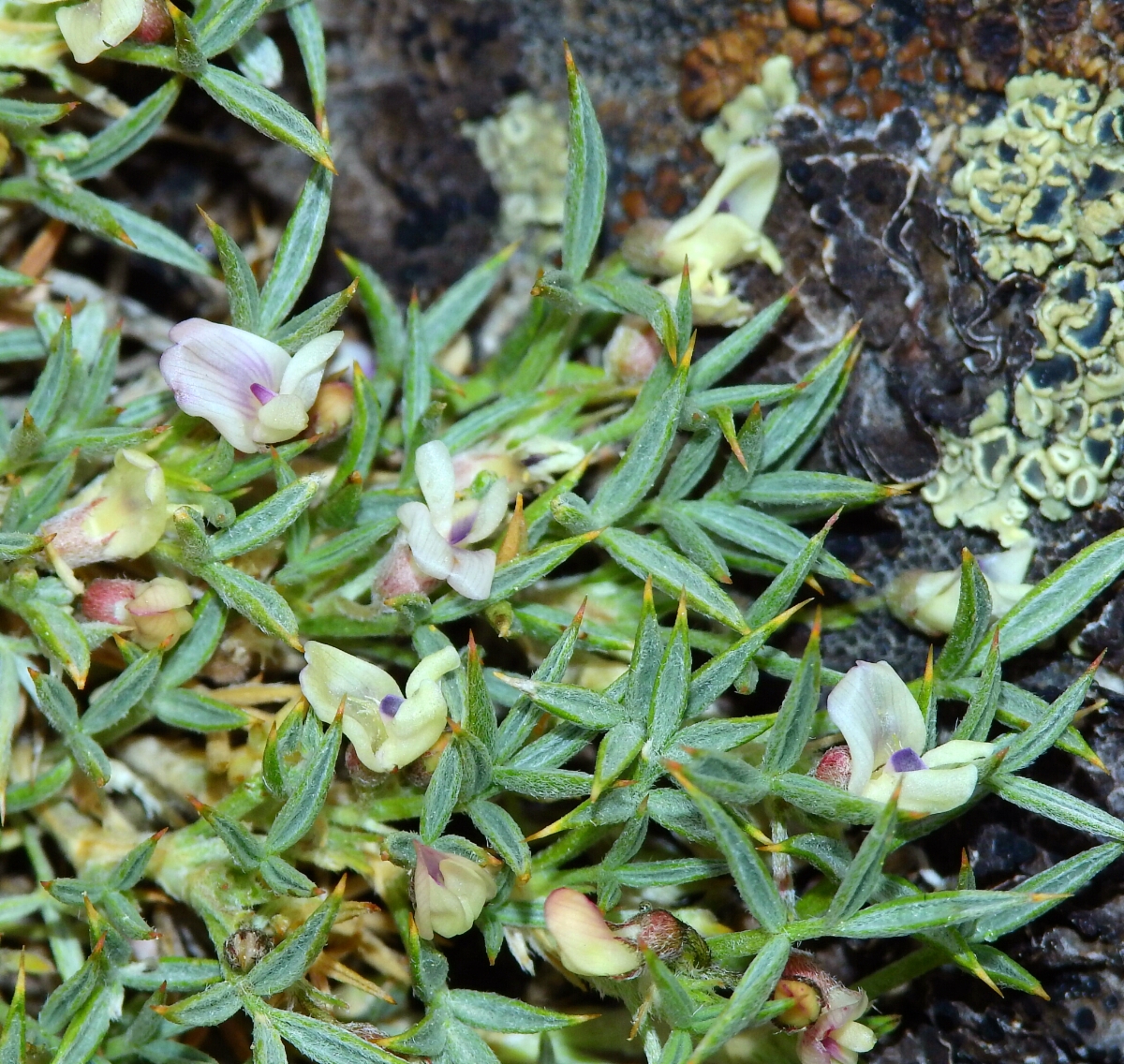 Astragalus kentrophyta var. danaus