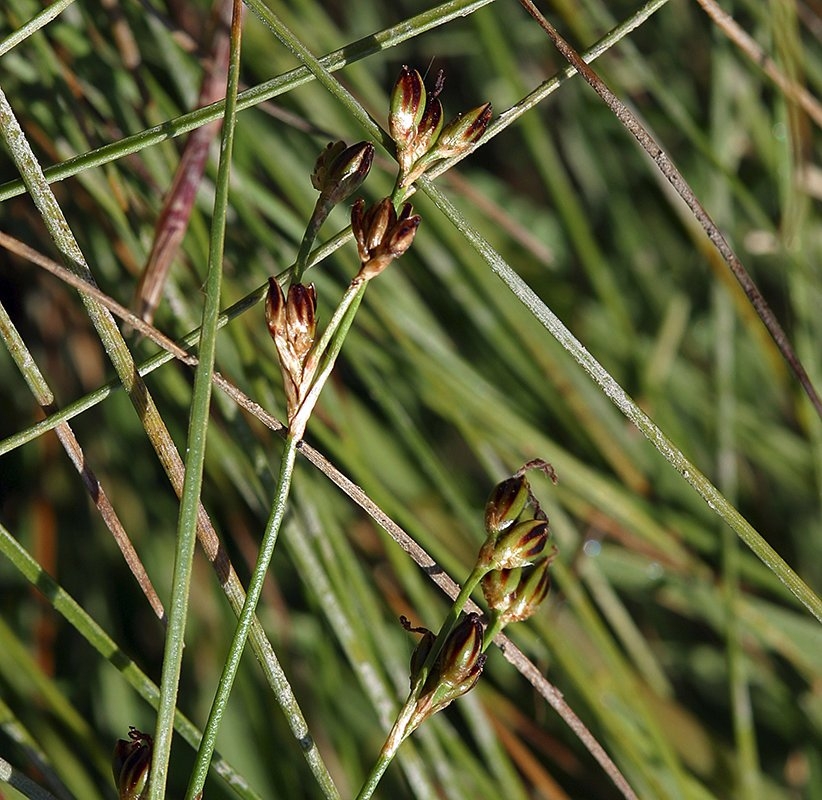 Juncus gerardi ssp. gerardi