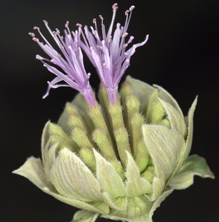Monardella odoratissima ssp. glauca