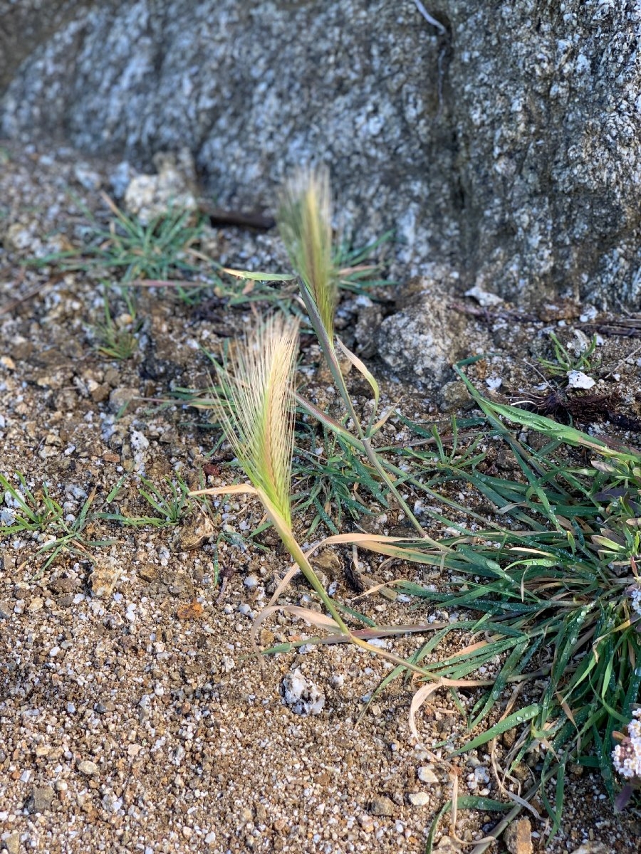 Hordeum murinum ssp. leporinum