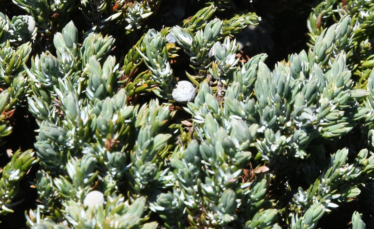 Juniperus communis var. depressa