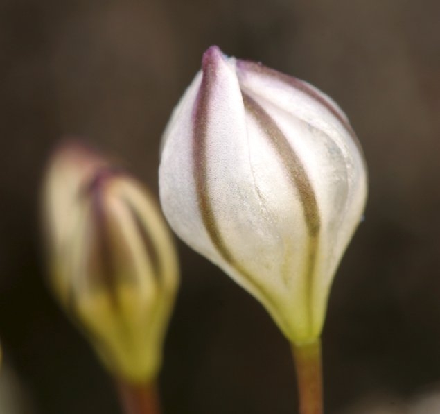 Triteleia lilacina