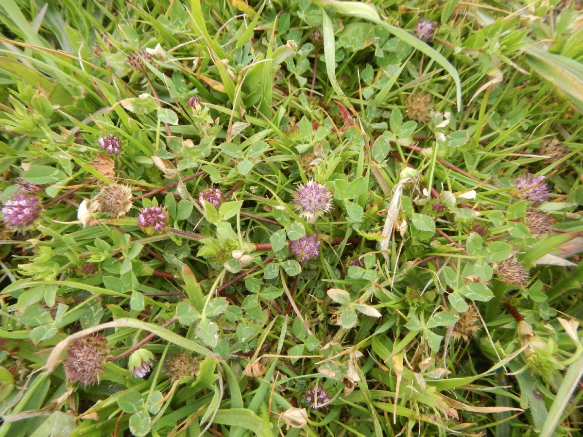 Trifolium barbigerum
