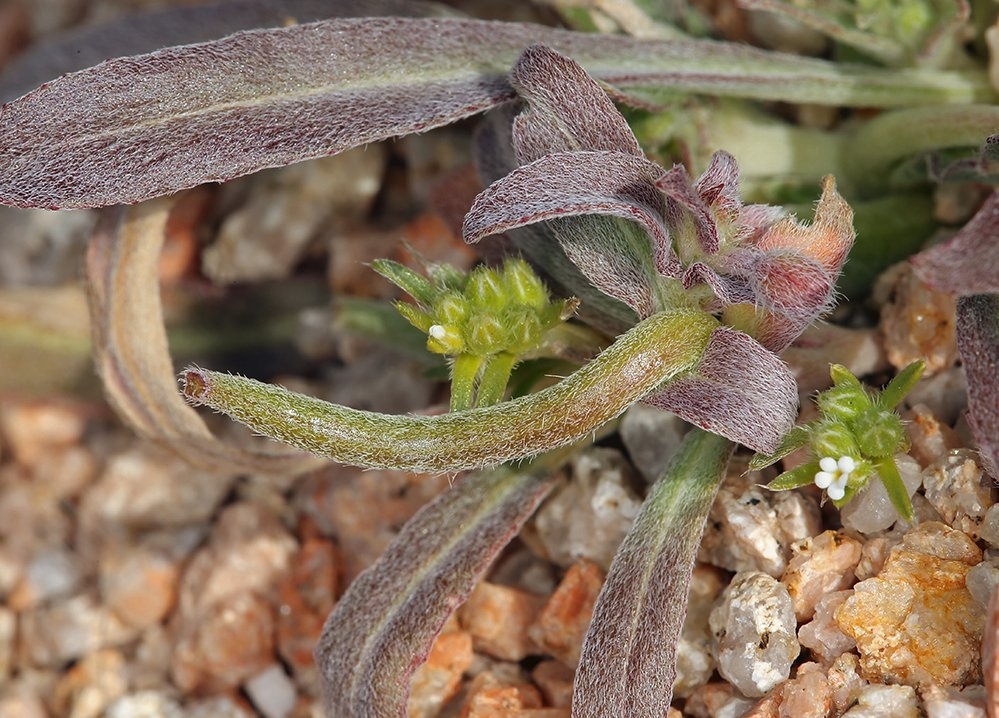 Camissoniopsis pallida ssp. hallii