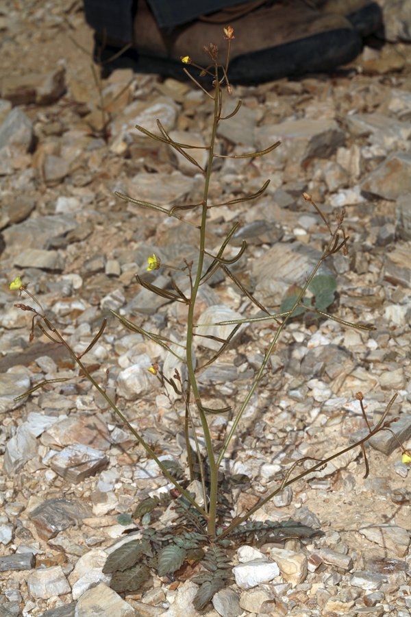 Chylismia walkeri ssp. tortilis