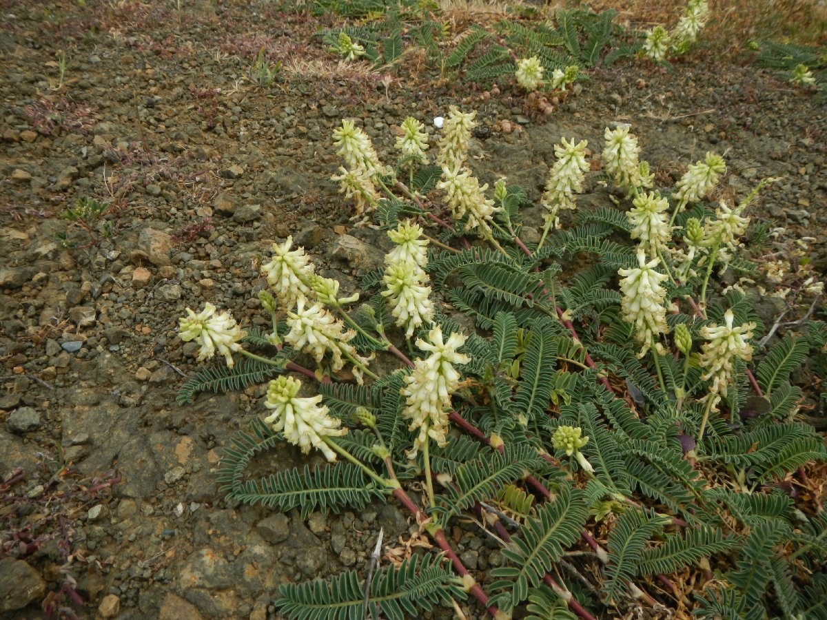 Astragalus nuttallii var. virgatus