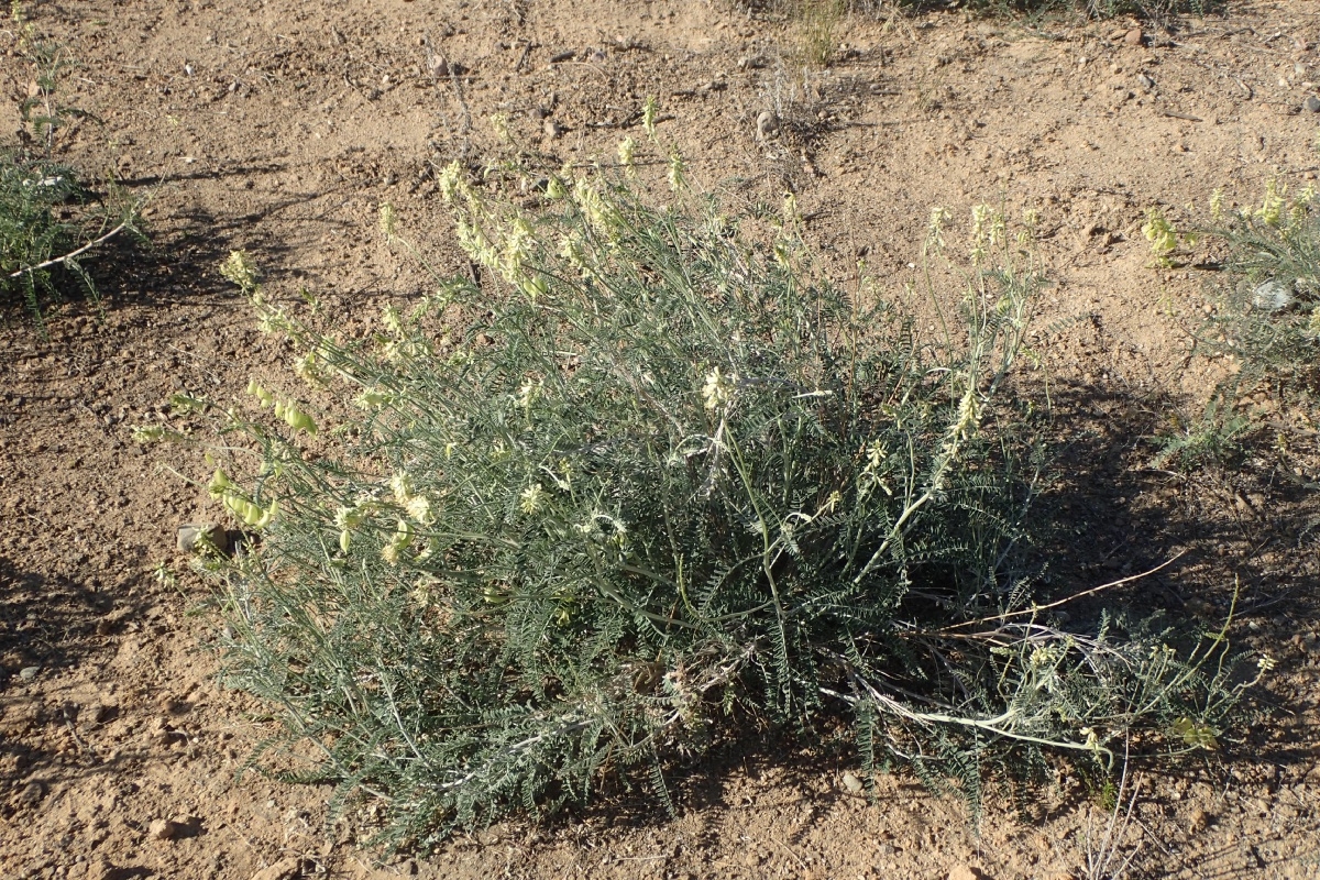 Astragalus trichopodus