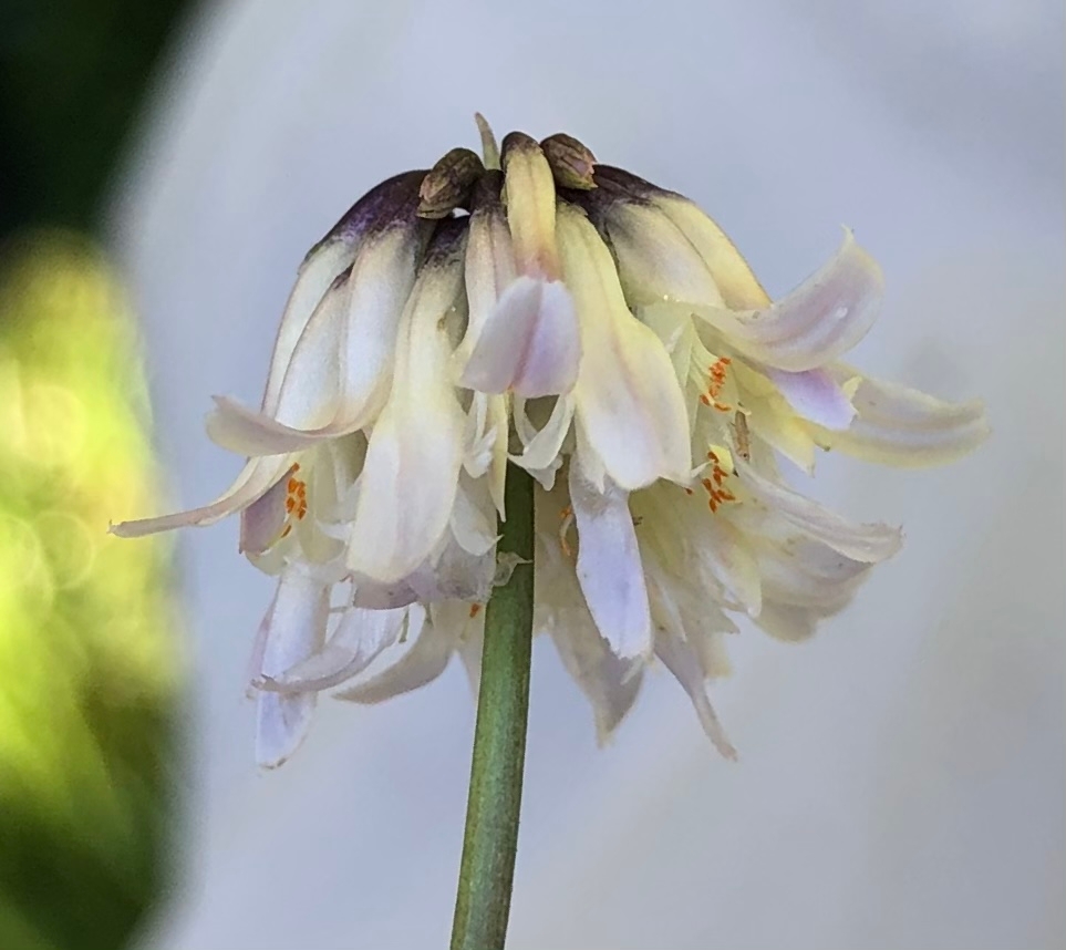 Trifolium bolanderi