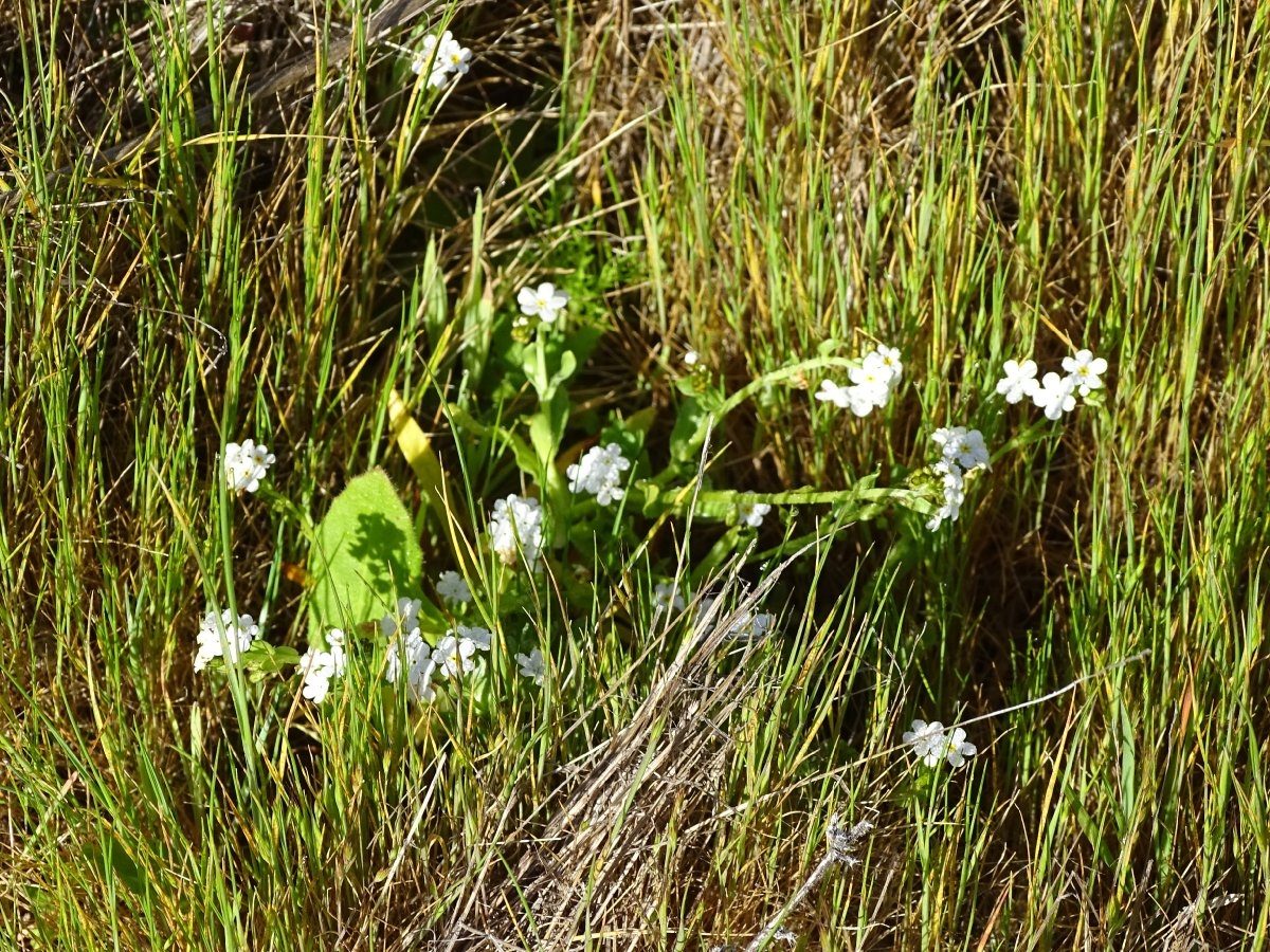 Plagiobothrys chorisianus var. chorisianus
