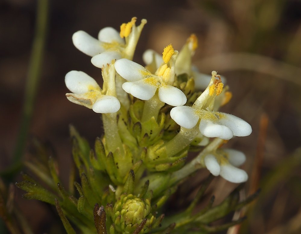 Triphysaria floribunda