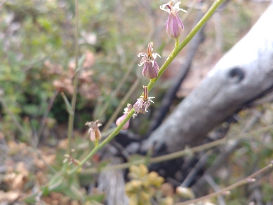 Streptanthus brachiatus ssp. brachiatus
