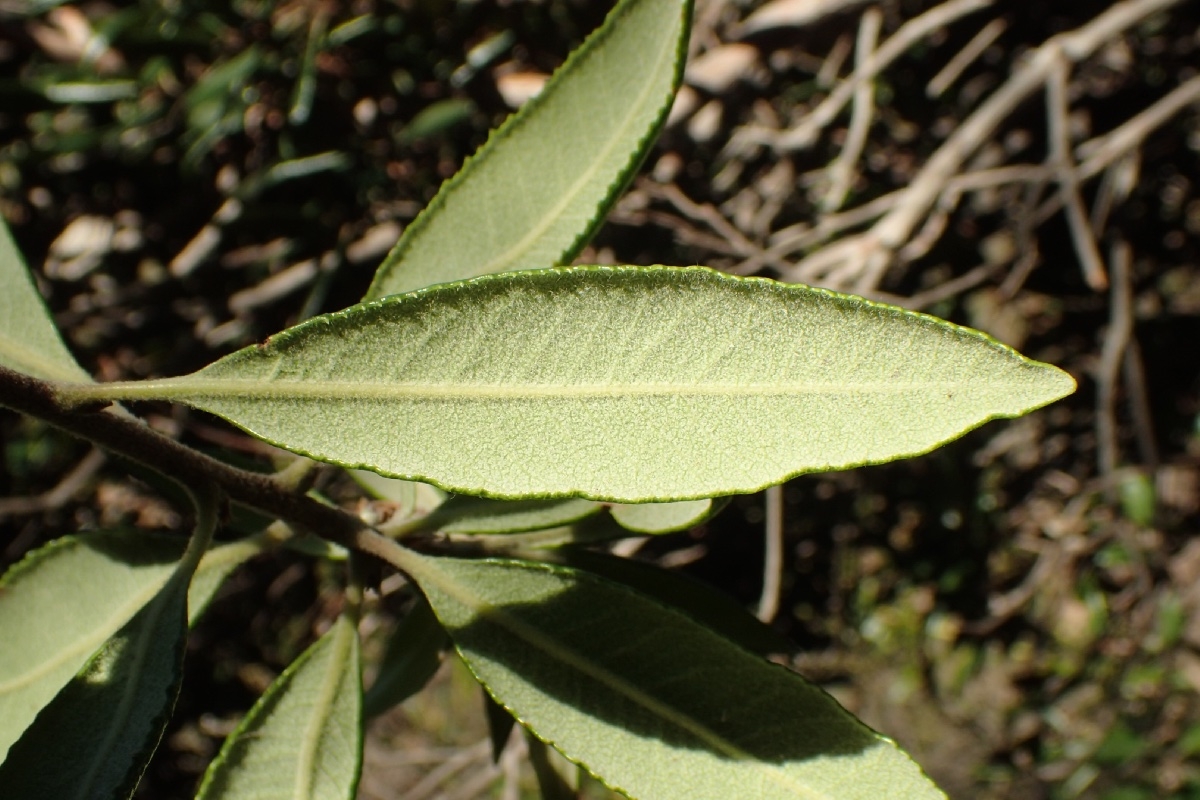 Comarostaphylis diversifolia
