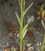 Nuttallanthus texanus