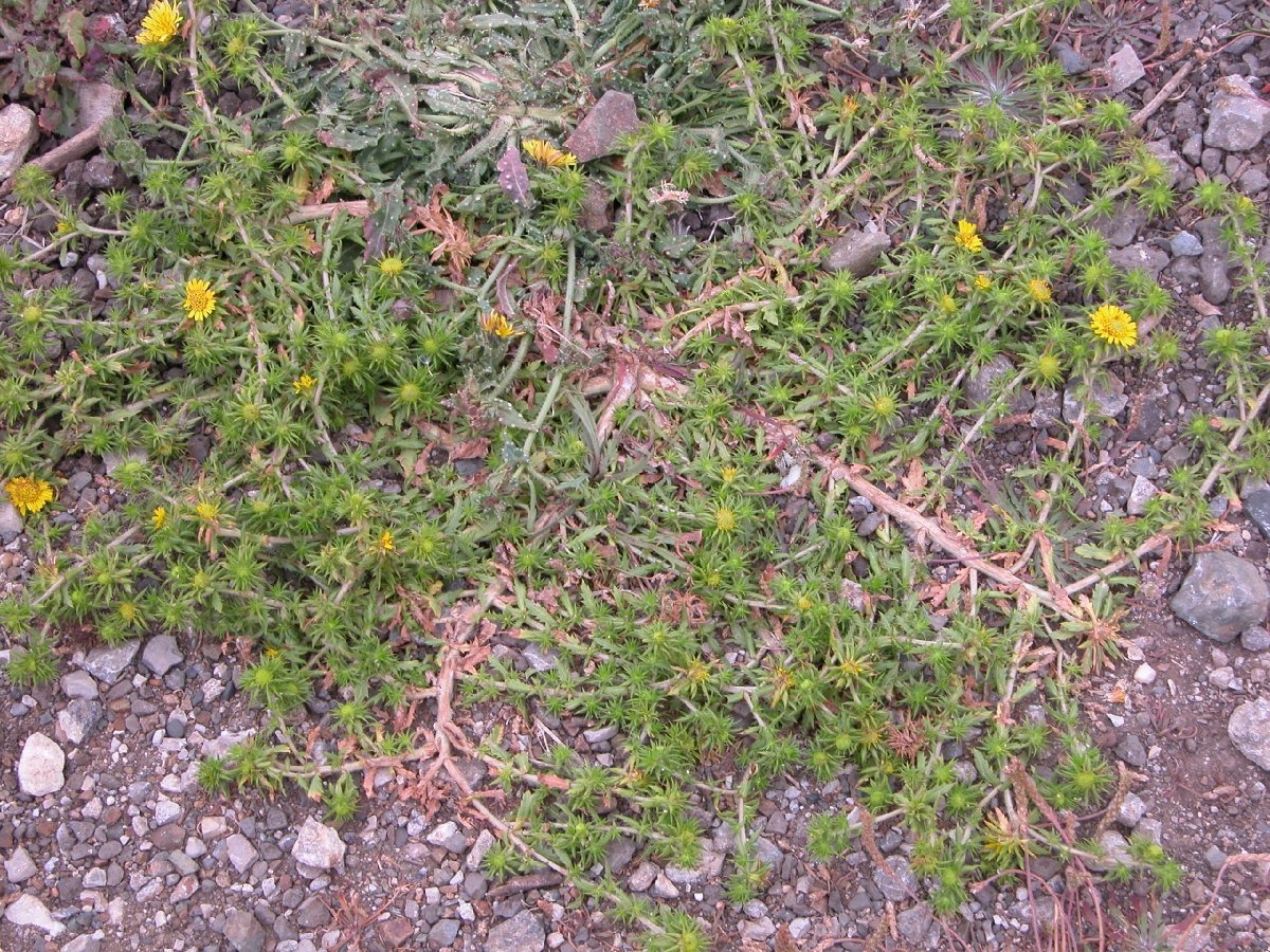 Centromadia parryi ssp. parryi