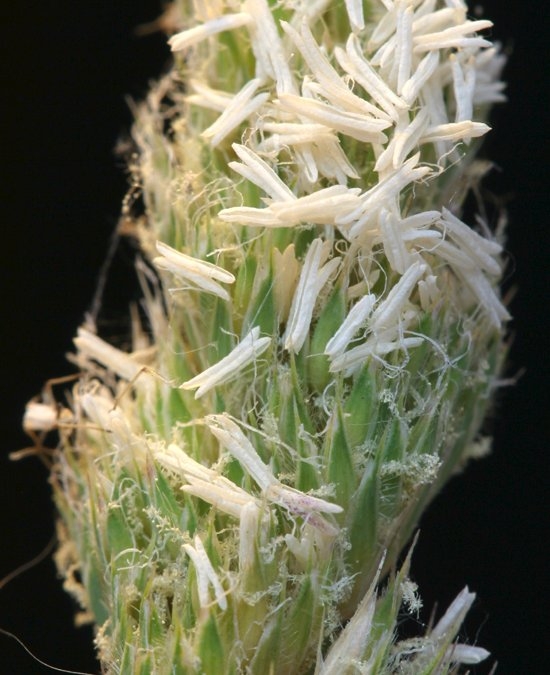 Dactylis glomerata