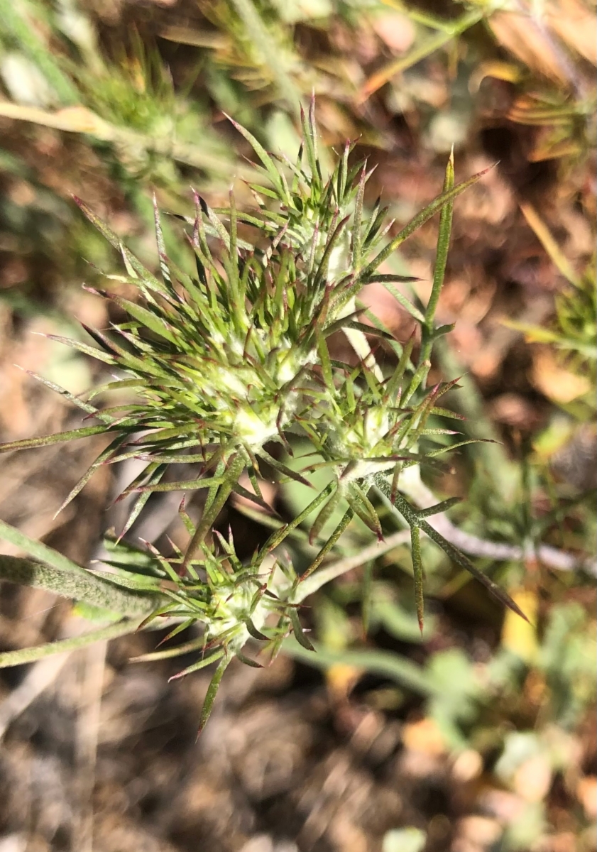 Eriastrum pluriflorum ssp. pluriflorum