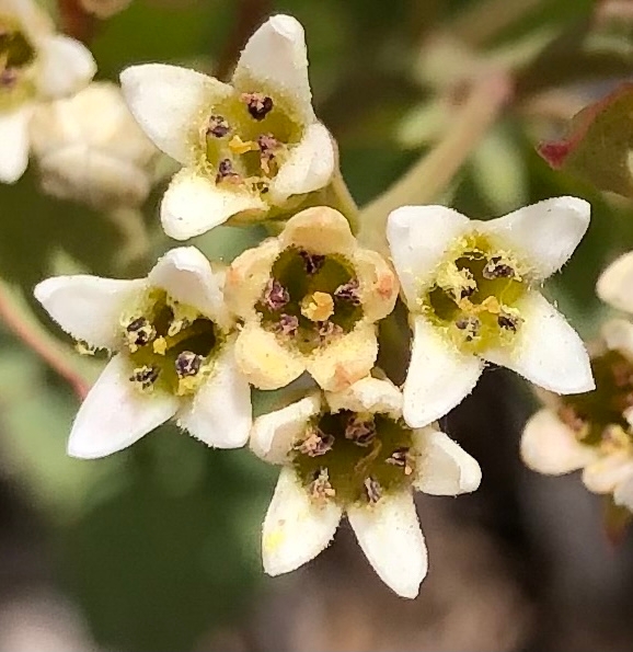 Comandra umbellata ssp. californica