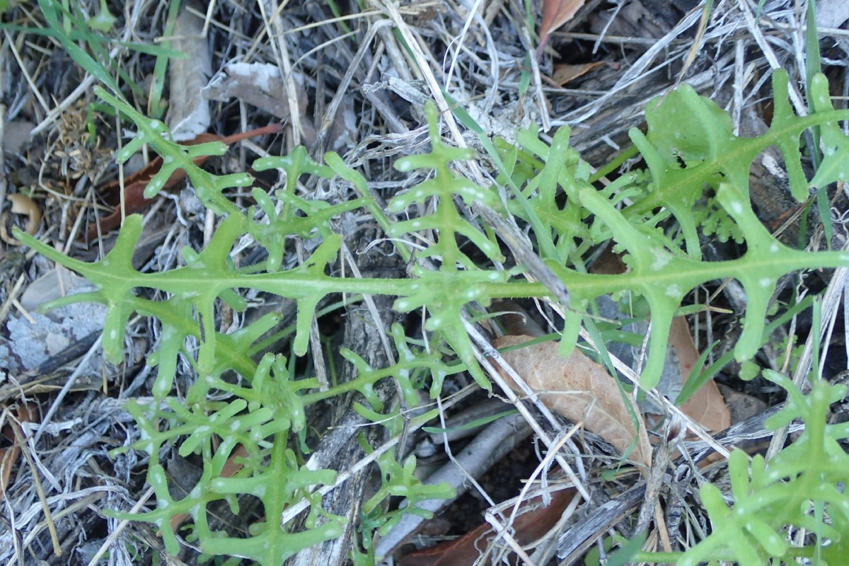 Pholistoma auritum var. auritum